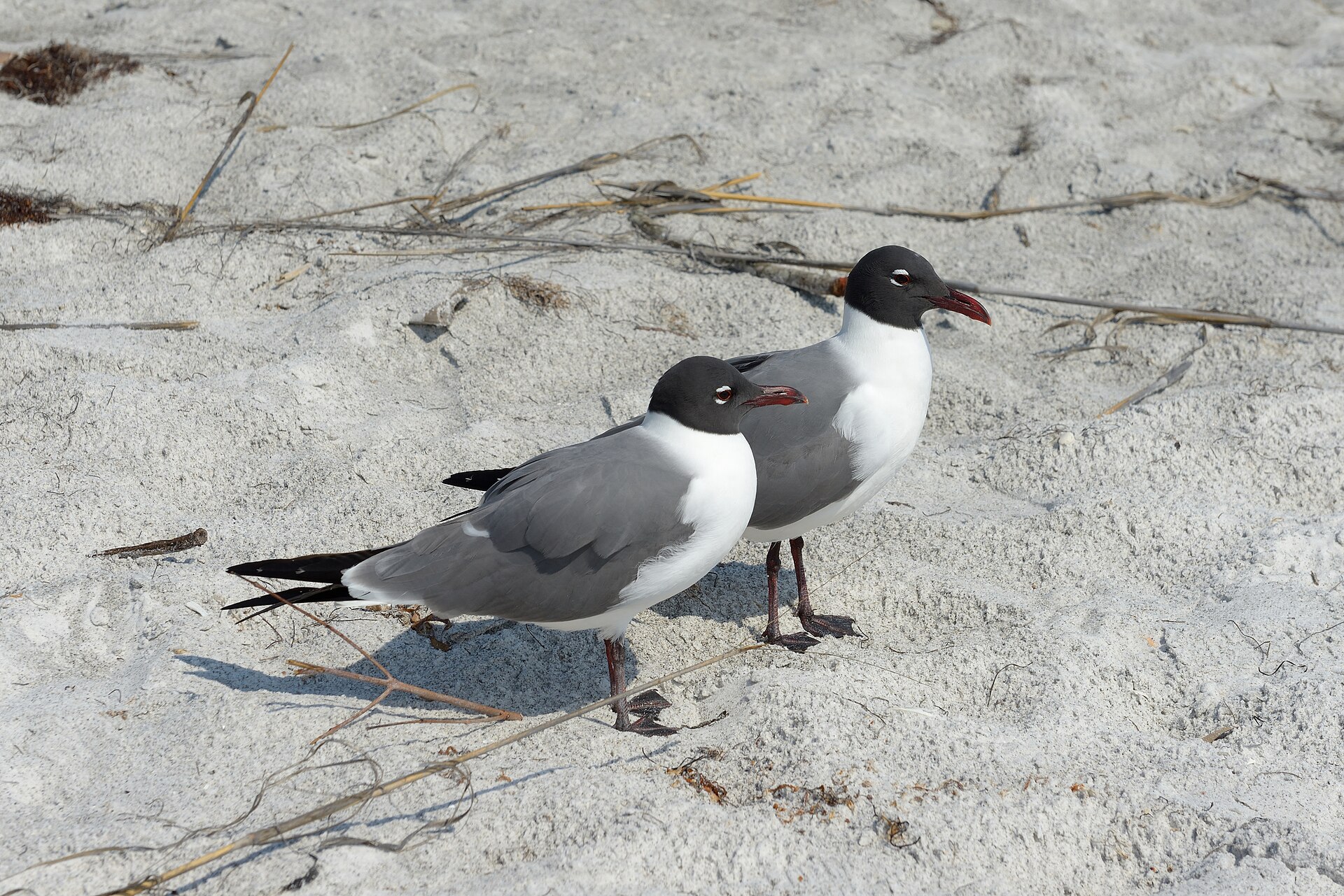 Longboat Key Beach