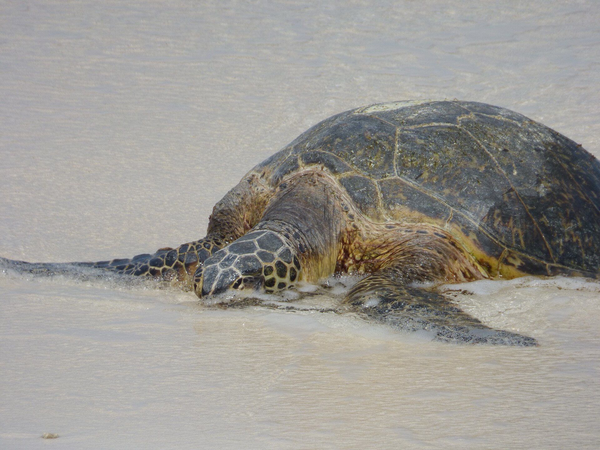 Turtle Beach